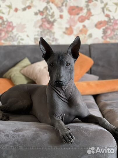 Вязка ксолоитскуинтли кобель