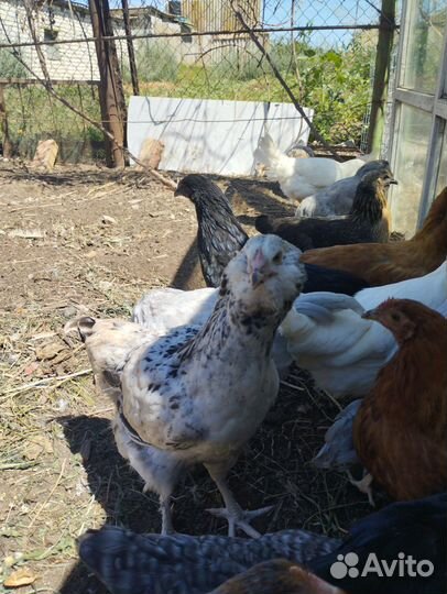 Молодки возраст 4 м,петушки породные