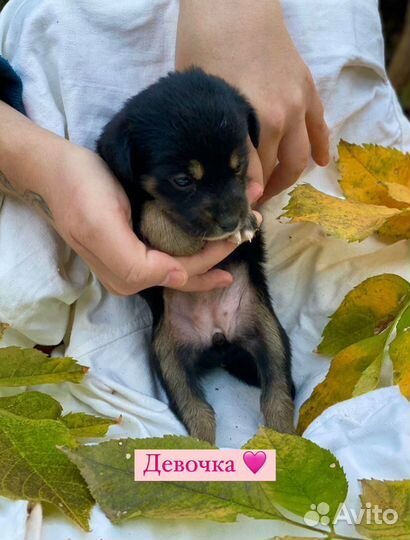 Щенки бесплатно