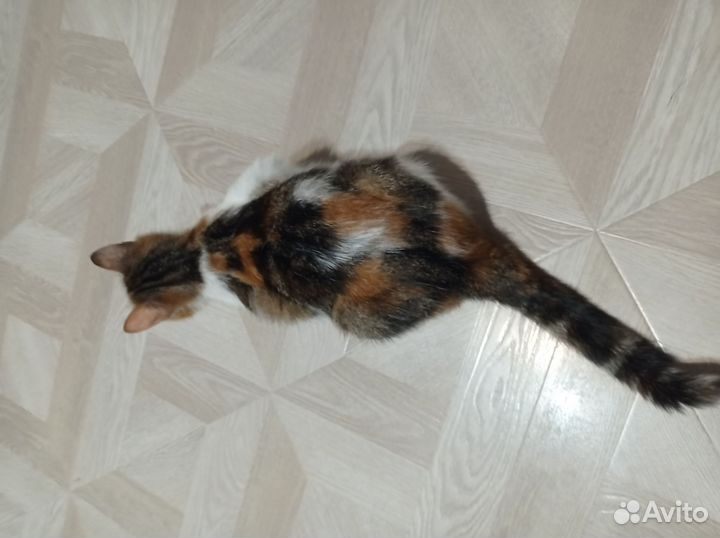 Отдам в добрые руки кошку