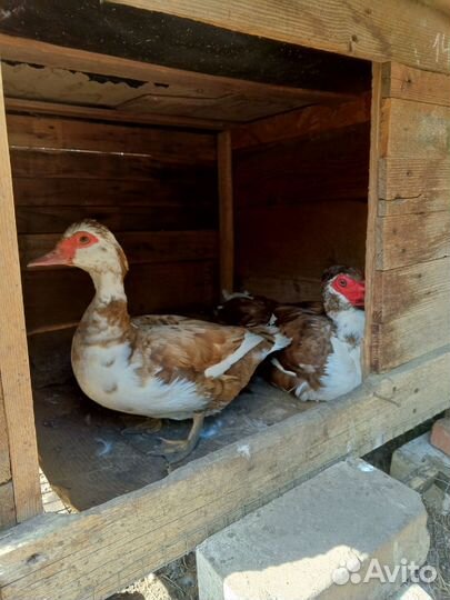 Индоутки на племя, селезень