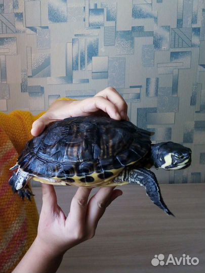 Красноухая черепаха