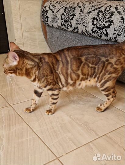 Бенгальская кошка