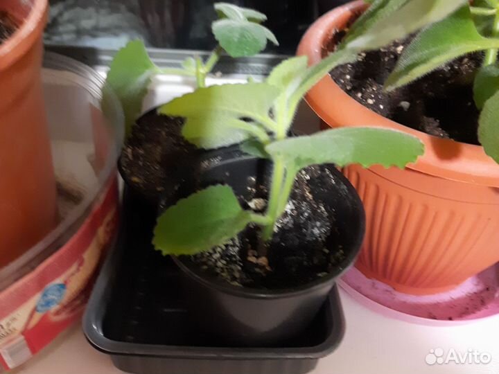 Комнатные растения домашняя мята