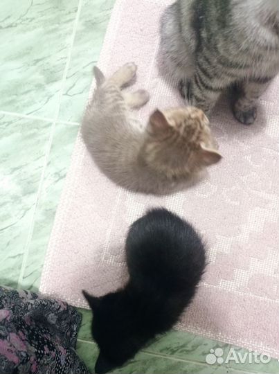 Котята в добрые руки