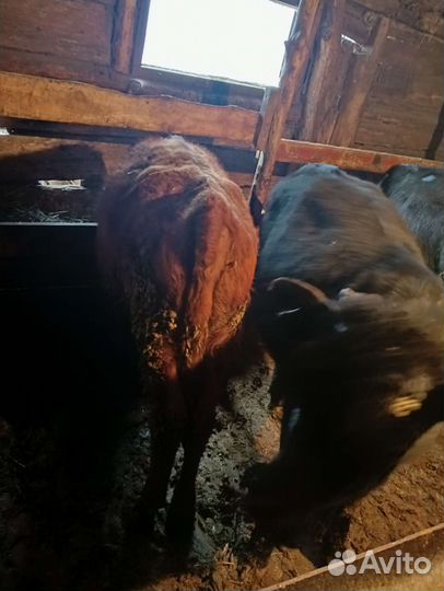 Бычки и быки