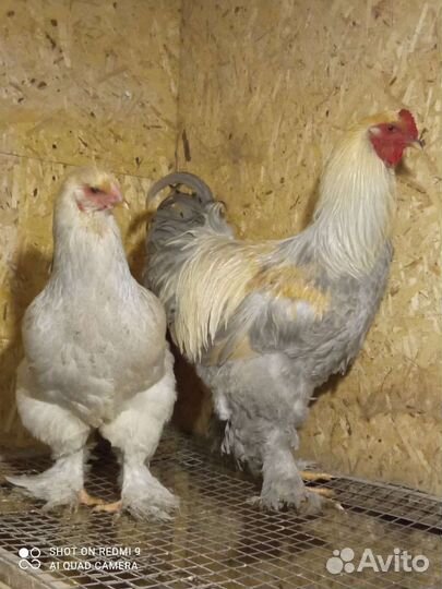 Инкубационное яйцо