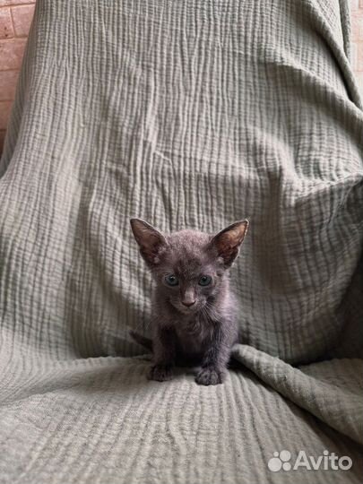Котята