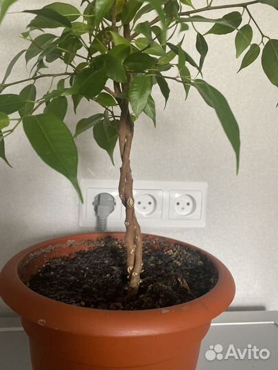 Фикус бенджамина