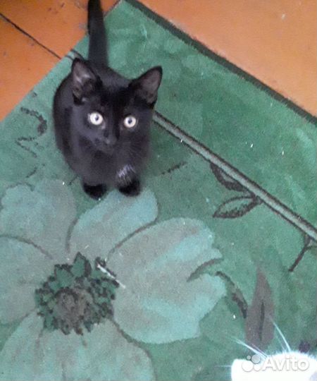 Отдам в добрые руки 2 кошечки