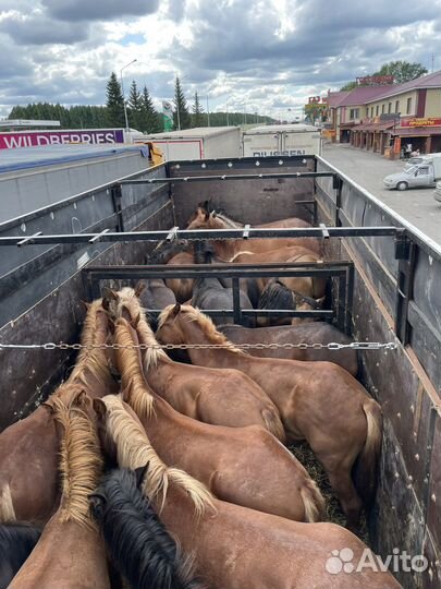 Жеребята 1.5-2 года