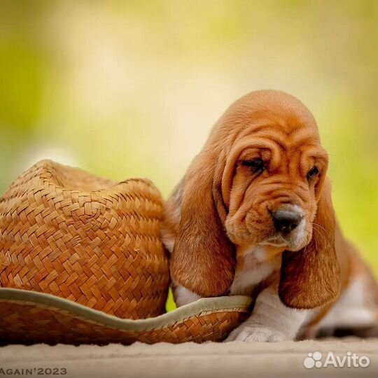 Девочка бассет хаунд