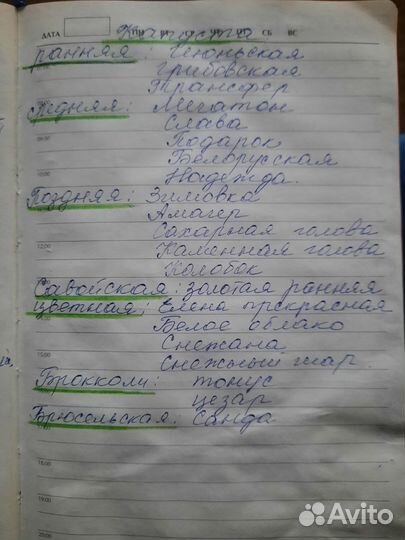 Рассада капусты