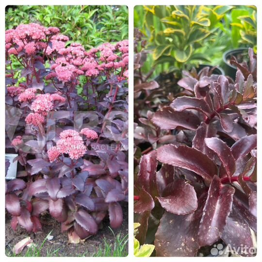 Многолетники садовые