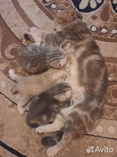 Британские котята