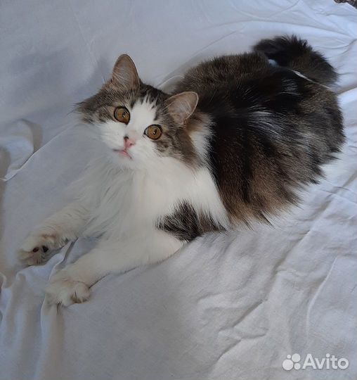 Пушистый осиротевший кот в добрые руки