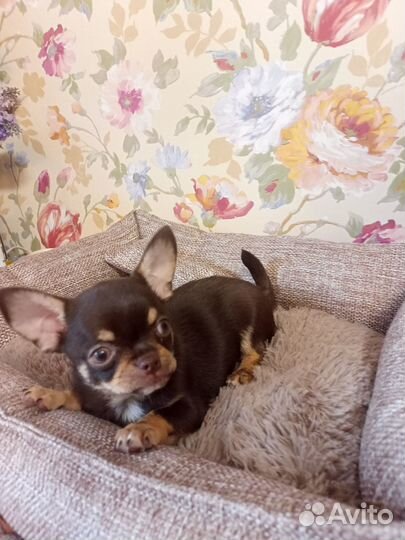 Щенки чихуахуа девочки