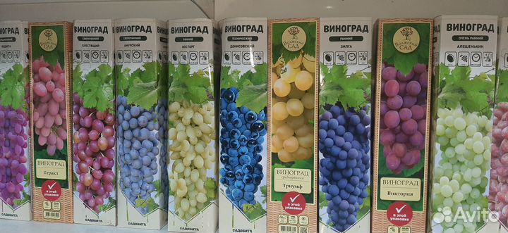 Саженцы винограда сверхранних сортов