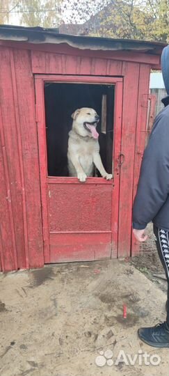 Собака акита ину щенки