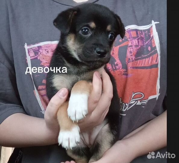 Собака в добрые руки отдам бесплатно