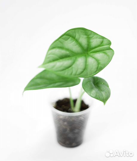 Алоказия сильвер драгон