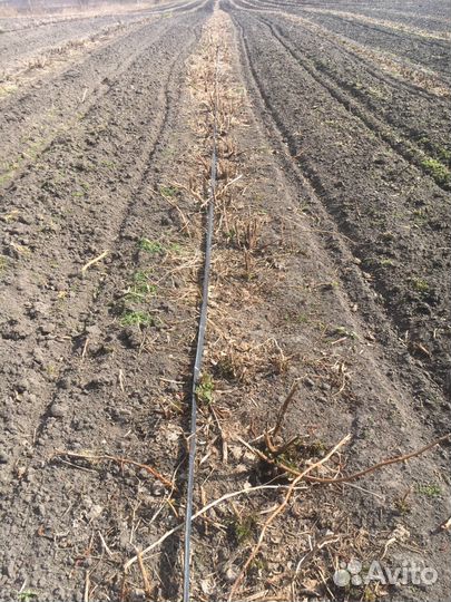 Саженцы малины ремонтантных и летних сортов