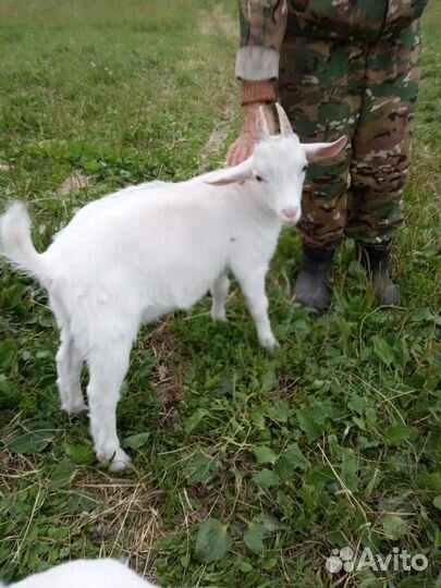 Козлята на племя