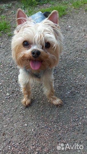 Ветеринарный врач на дом,уколы