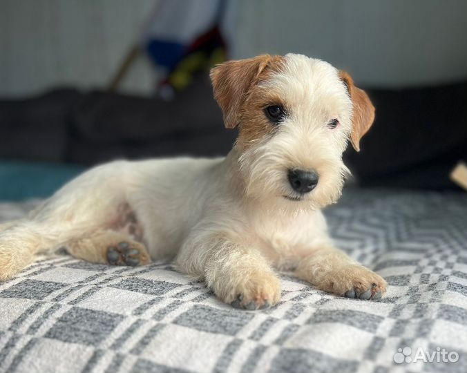 Щенки джек рассел терьер