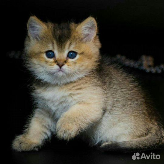 Страйт золотая шиншилла