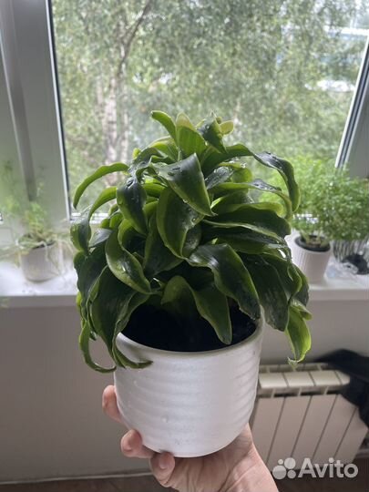 Драцена торнадо