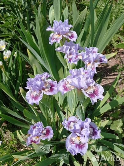 Ирисы карликовые продаю