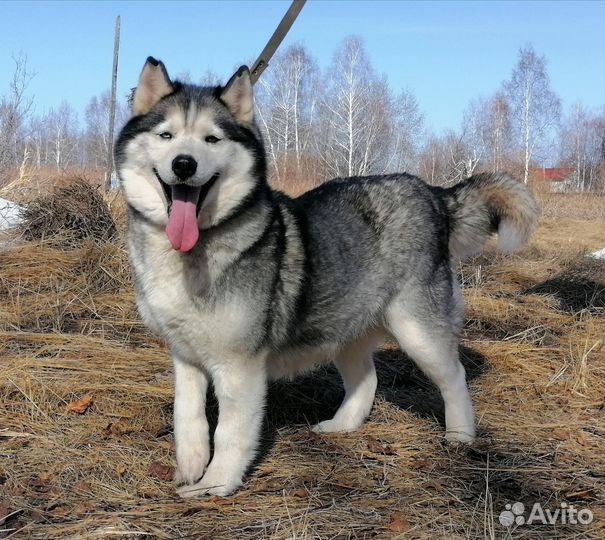 Сибирский хаски