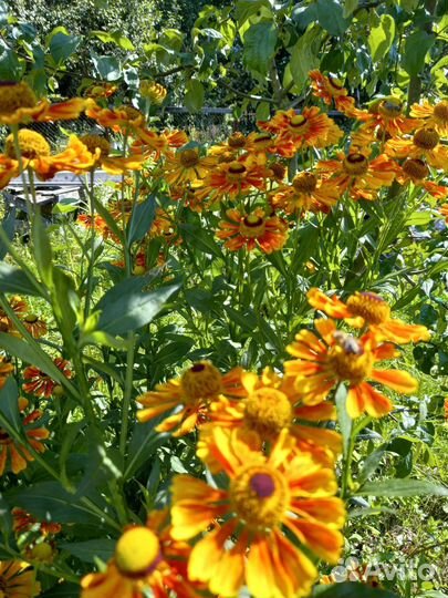 Многолетники цветущие в августе