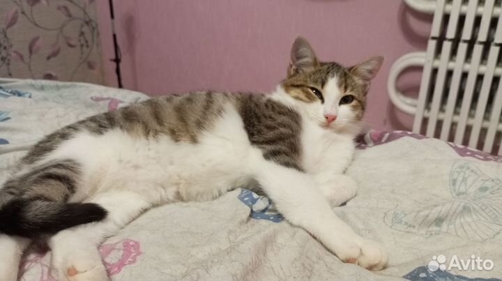 Отдам в добрые руки