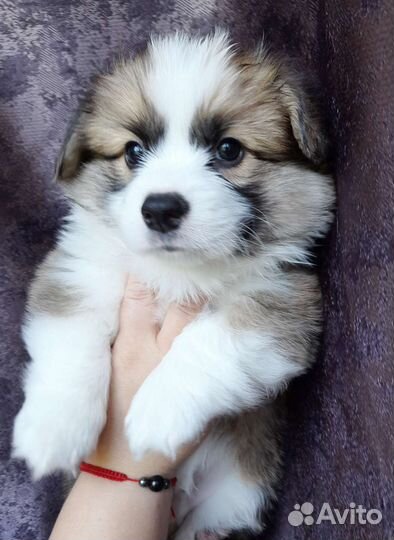 Вельш-корги пемброк