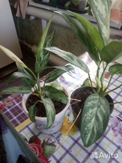 Педилантус и другие комнатные растения