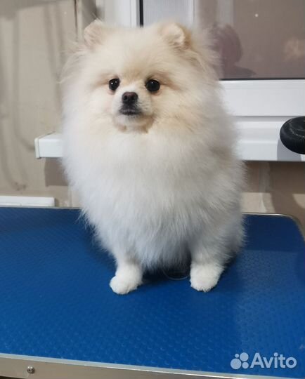 Мальчик шпица