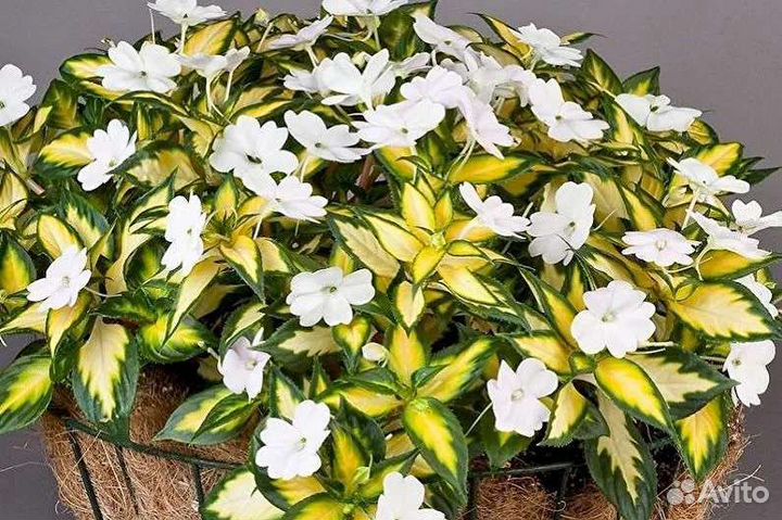 Бальзамин пестролистый Санпатиенс (Новогвинейский)