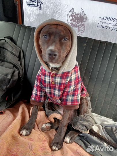 Одежда для собак