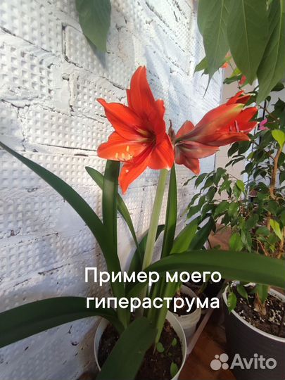 Комнатные цветы амариллис, традесканция, сигнониум