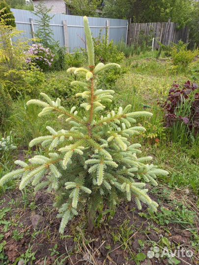 Декоративные и плодовые растения