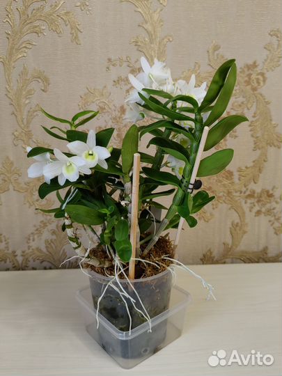 Дендробиум Angel Baby 