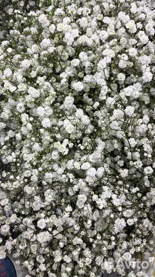 Гипсофила оптом