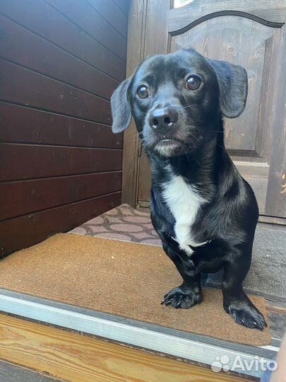 Собака в добрые руки маленькая порода