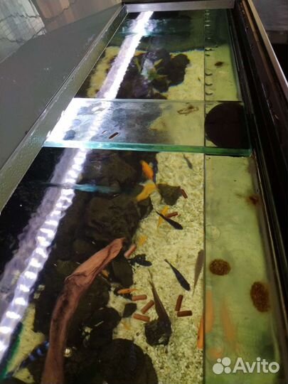 Аквариум с тумбой 500 литров