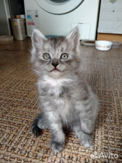 Котенок в добрые руки, мальчик
