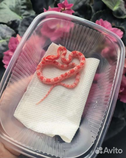 Маисовый полоз