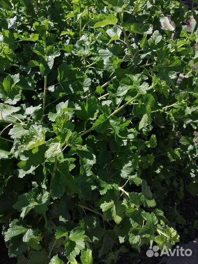 Крыжовник с крещ.с чёрной смородиной