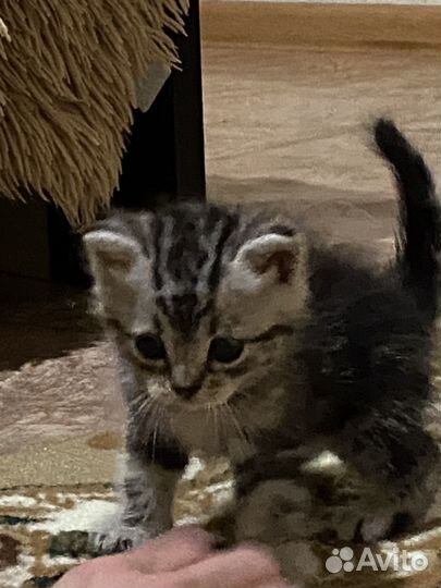 Котенок в добрые руки